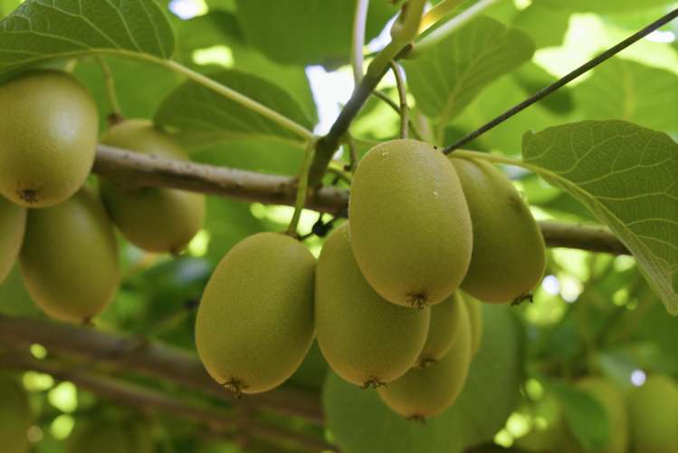 80 Roydon Downs Road Paengaroa_8