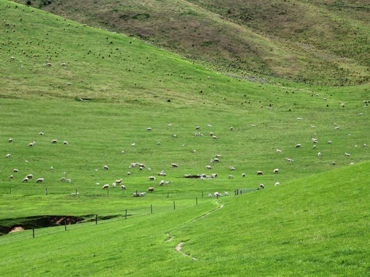 528 Ram Paddock Road Broomfield_14