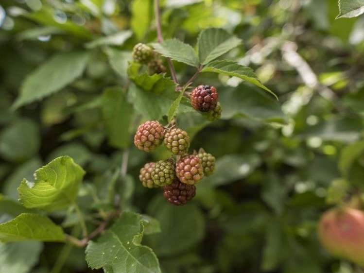 10a Market Street Picton_9