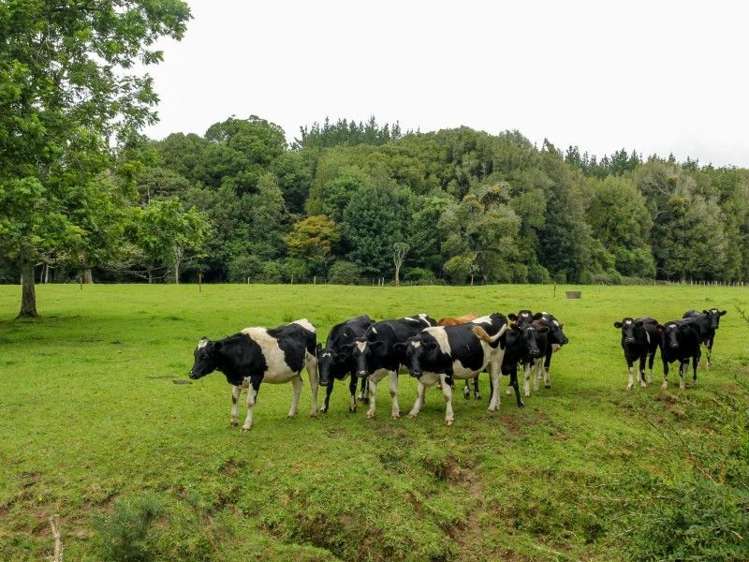 1059 Mountain Road Inglewood_9