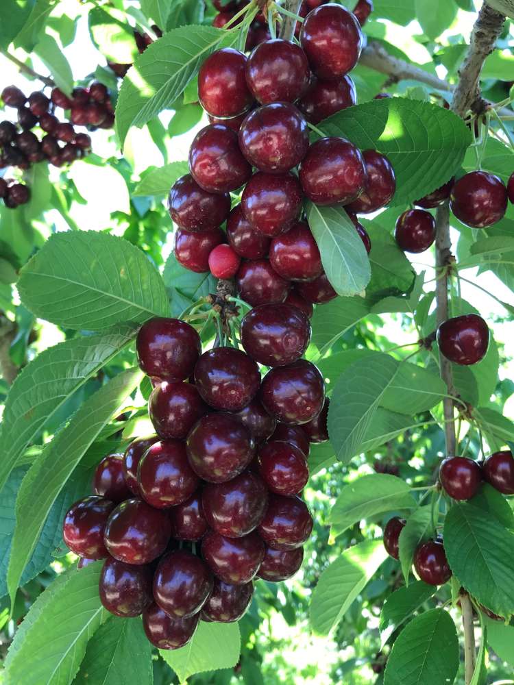 Mount Pisa Road Cromwell_10