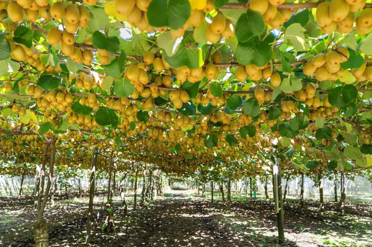 121a Macdonald Road Te Teko_1