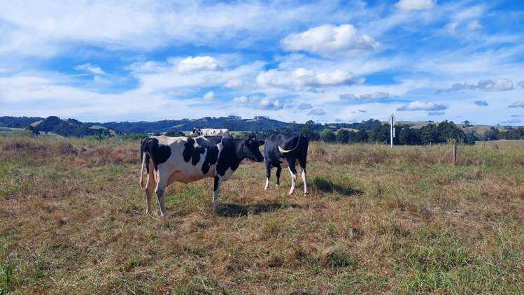359 Waiotu Block Road Hukerenui and Surrounds_23