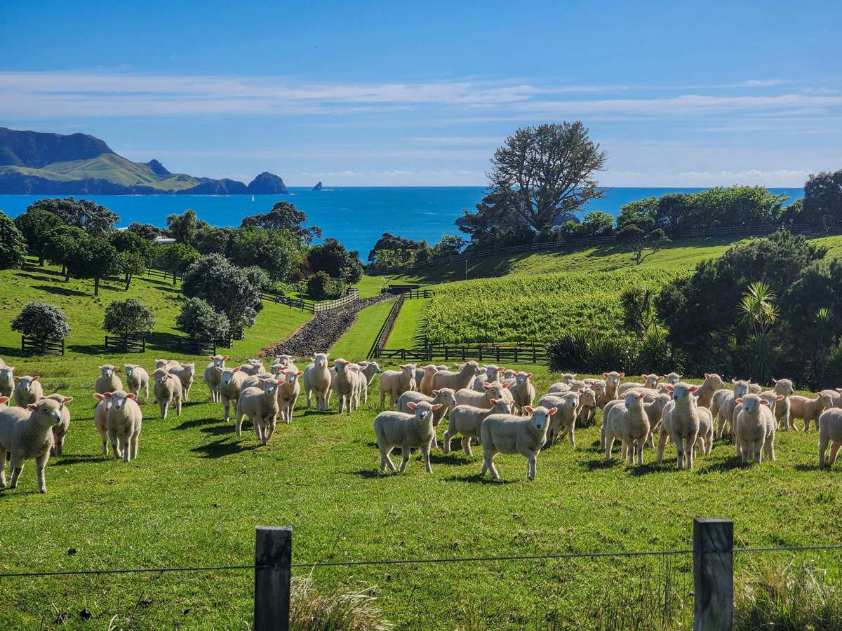 Share 18 Moturoa Island_2