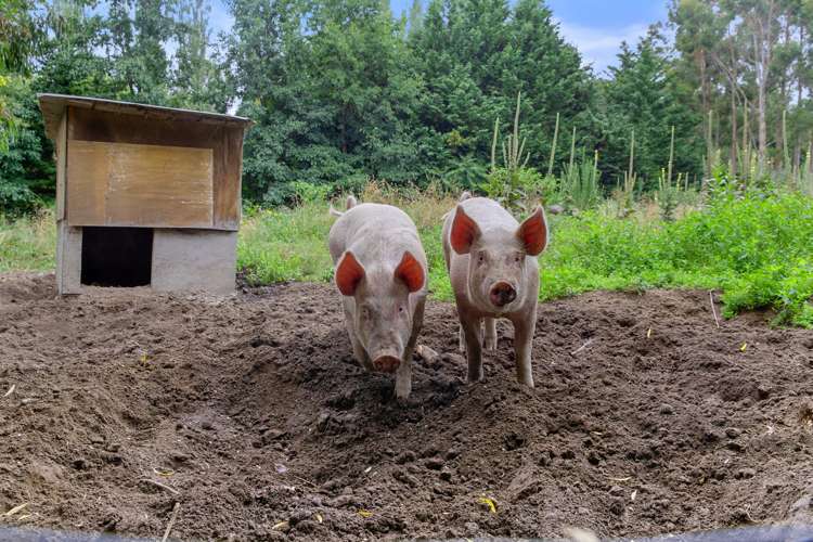 52 Inglis Road Okuku_26