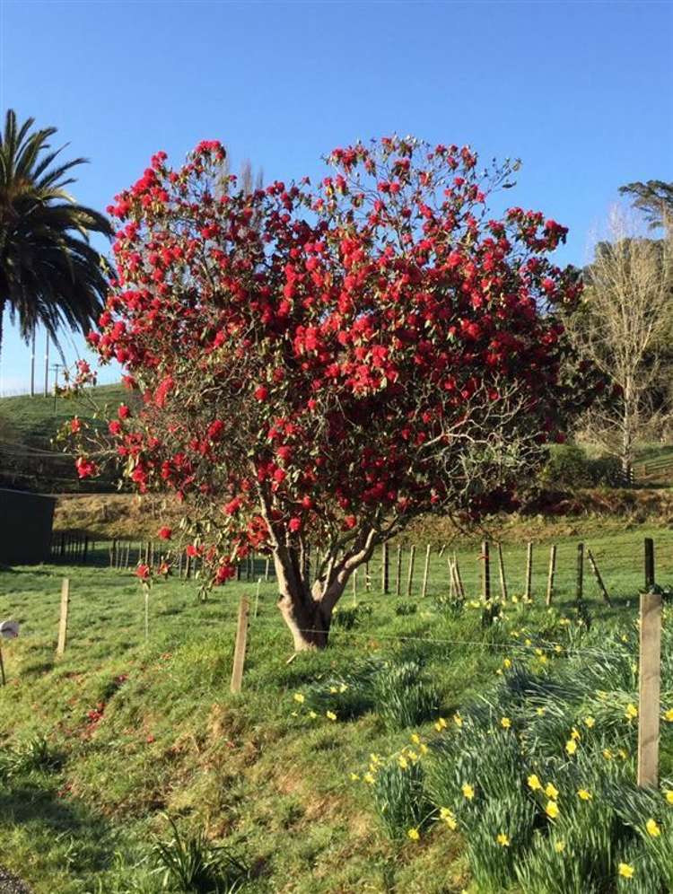 62 Oparure Road Te Kuiti_35