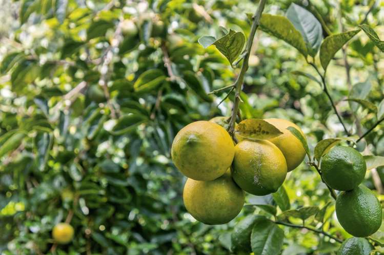 32 Park Rise Mangawhai Heads_23