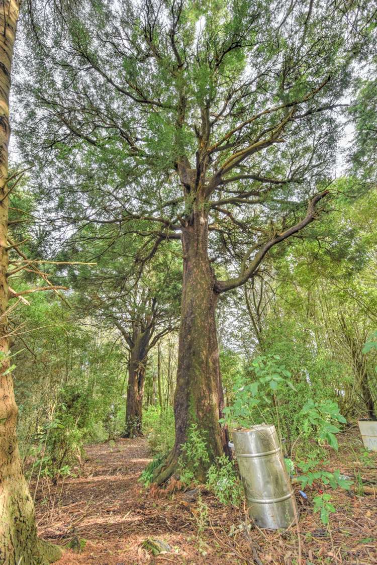 28 Mandeville Road Winton Surrounds_16