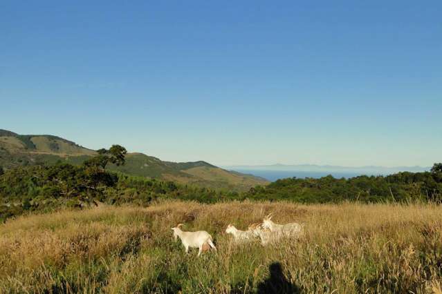 135 Canaan Road Kahurangi National Park_1