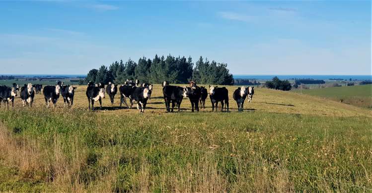 17 Esk Bank Road Otaio_0