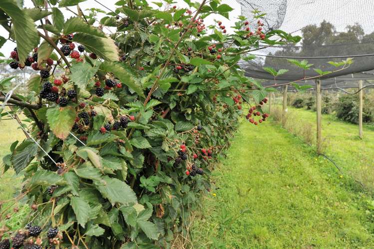 46 Old House Road Upper Moutere_18