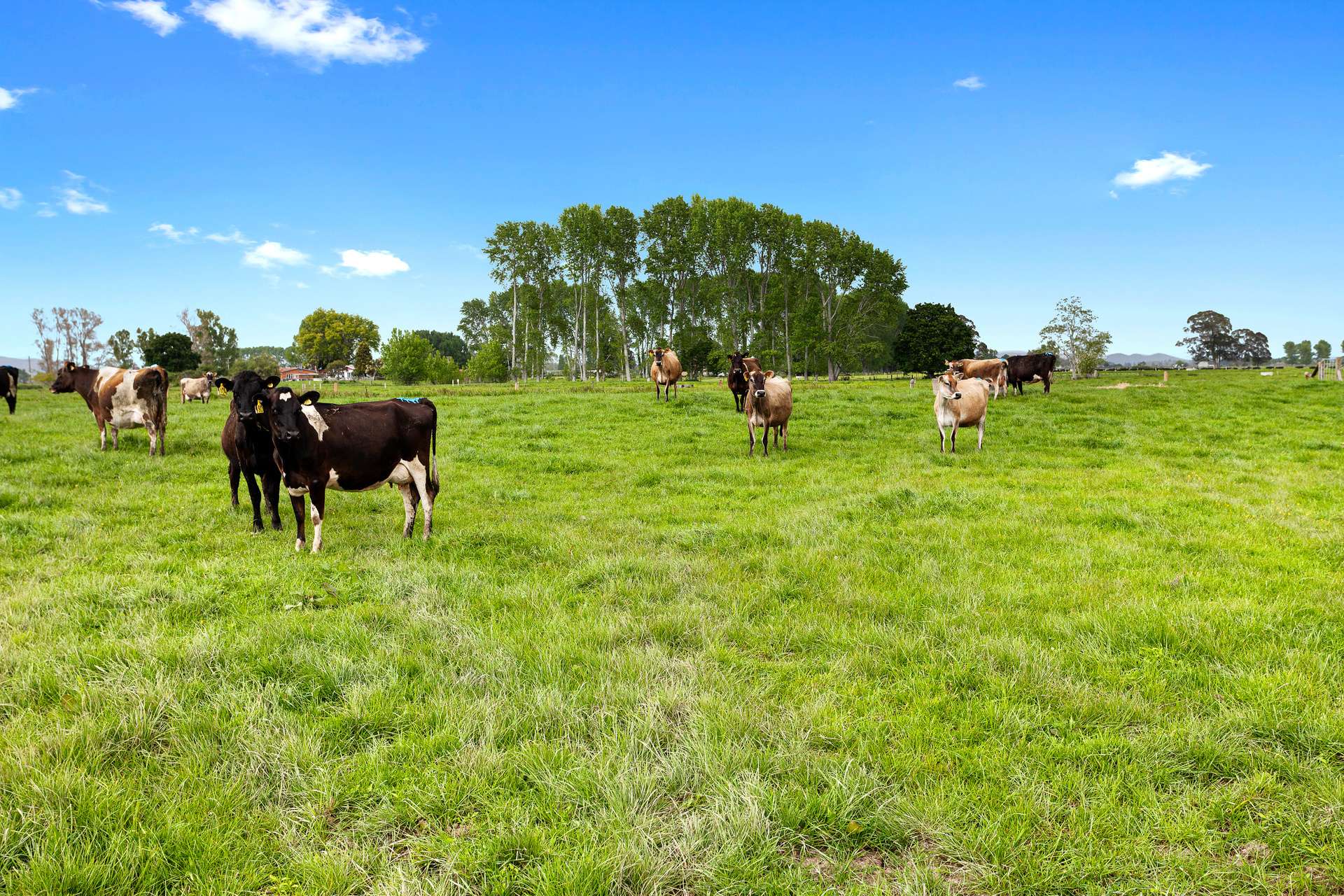 275b Sutherland Road Matata_0