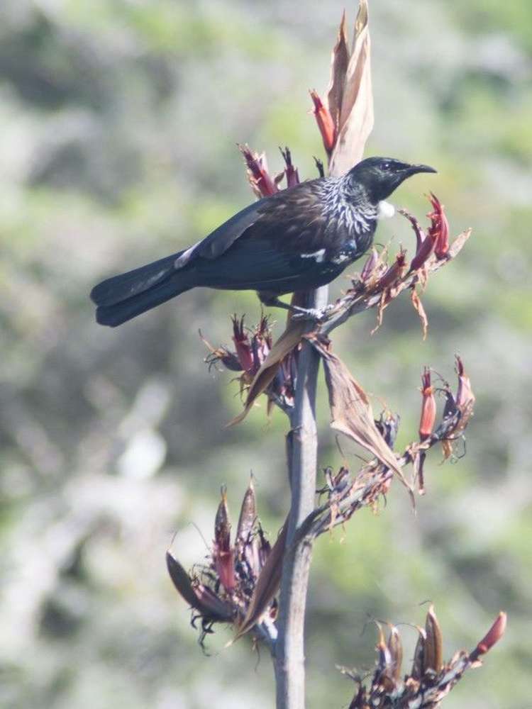 14 Drake Street Waikawa Beach_21