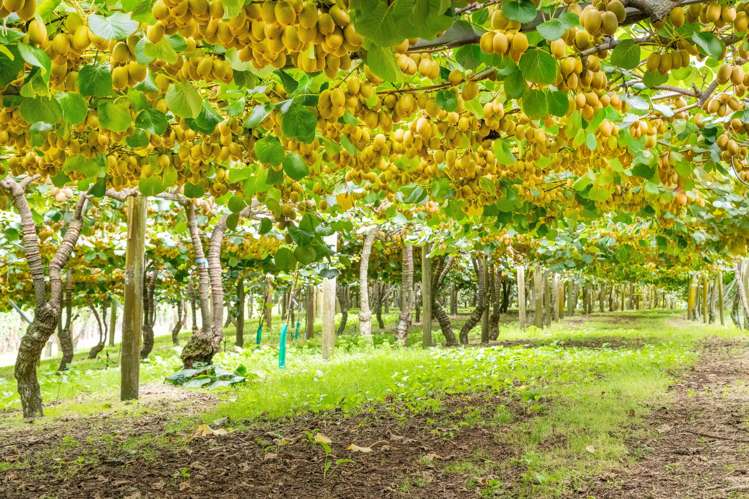 215 Ongare Point Road Tahawai_9