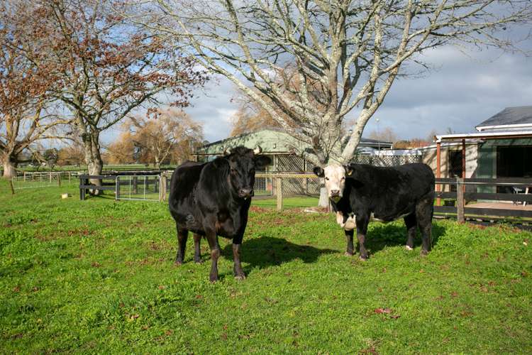 186 Swayne Road Cambridge_22