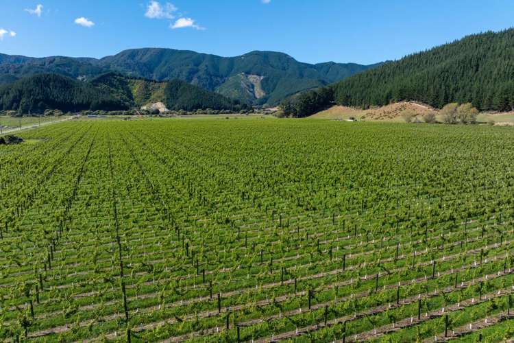 95 Speeds Road Koromiko_9