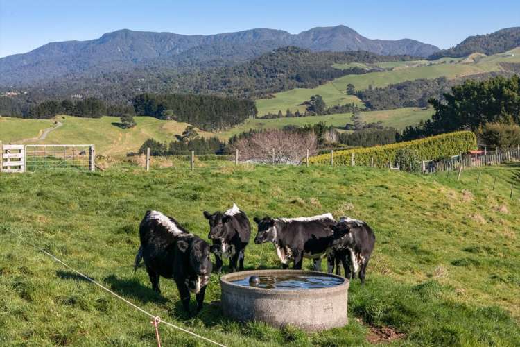 263 Hot Springs Road Katikati_14