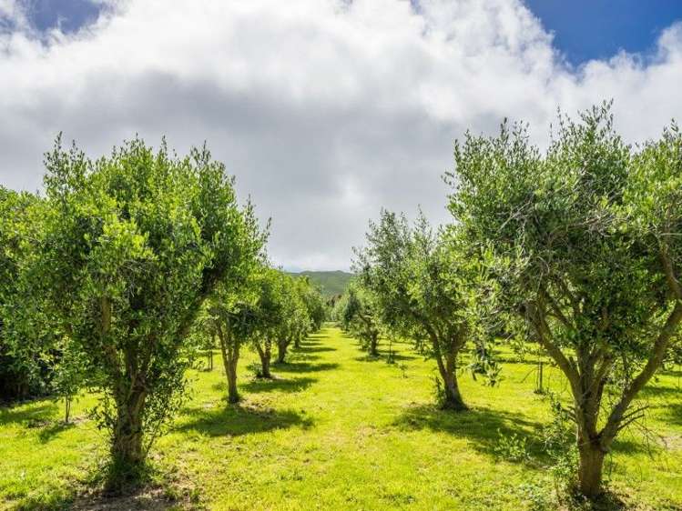 51 Coroglen Rise Pukerua Bay_3