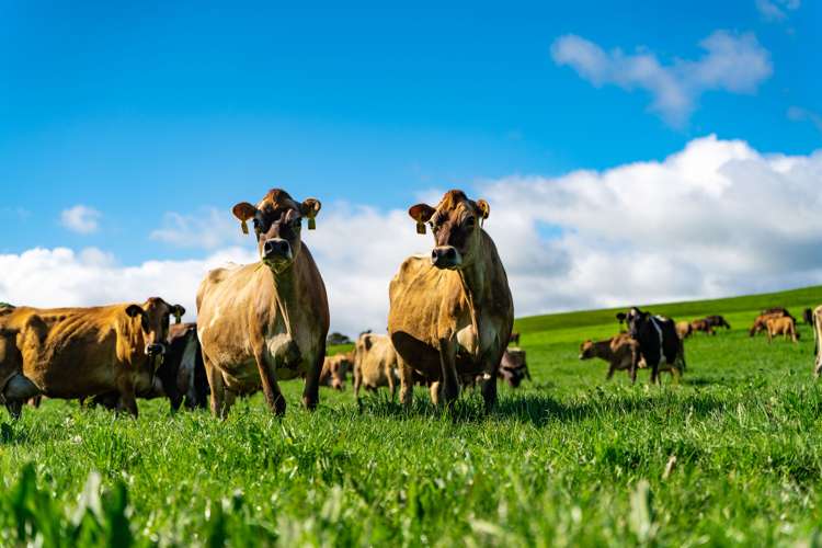 2682 State Highway 1 Brynderwyn_7