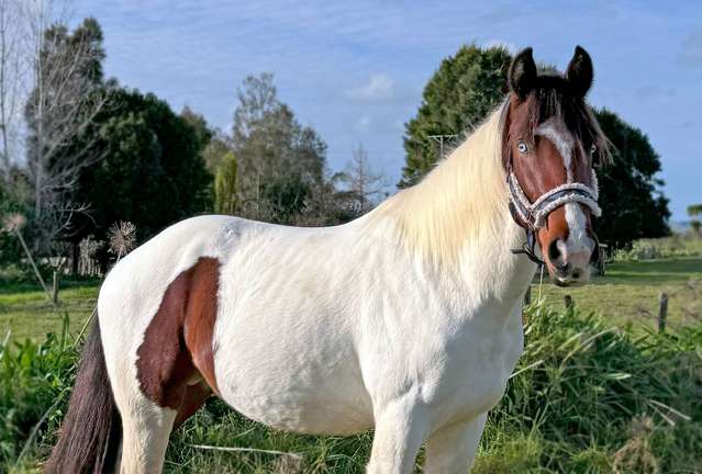 204b Waitakere Road Waitakere_3