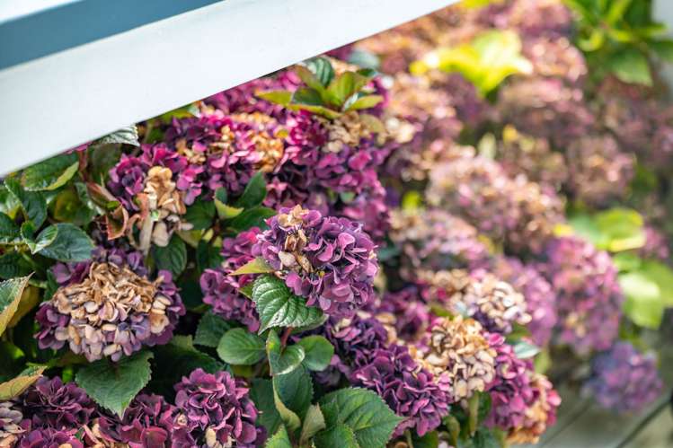 19A Coronation Road Morrinsville_16