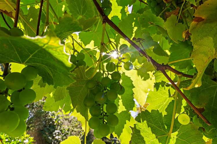 190 Redwood Street Witherlea_18