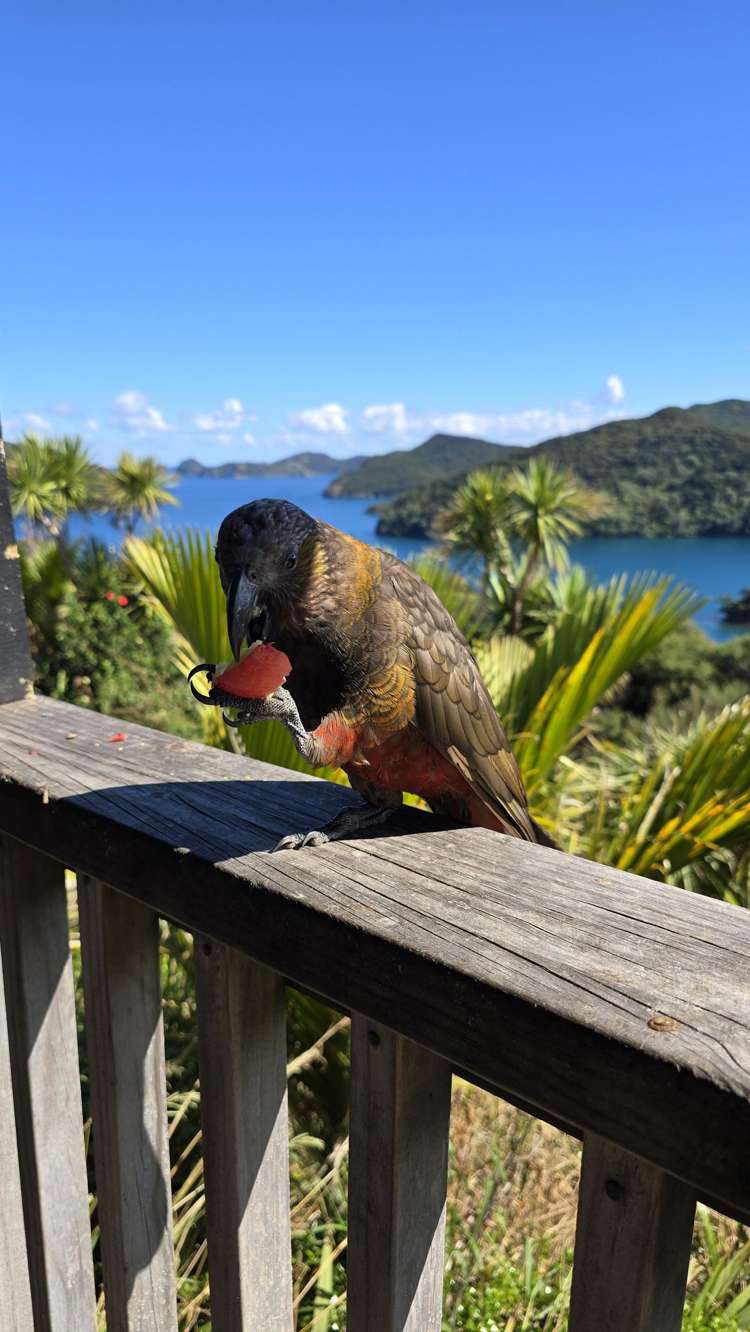 205 Kaiaraara Bay Road Great Barrier Island (Tryphena)_29