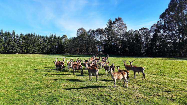 140 Tutoko Lane Te Anau_9