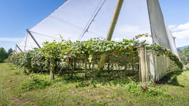 263B Rea Road Aongatete_1