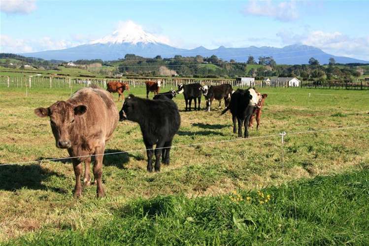 318c Manutahi Road Lepperton_8