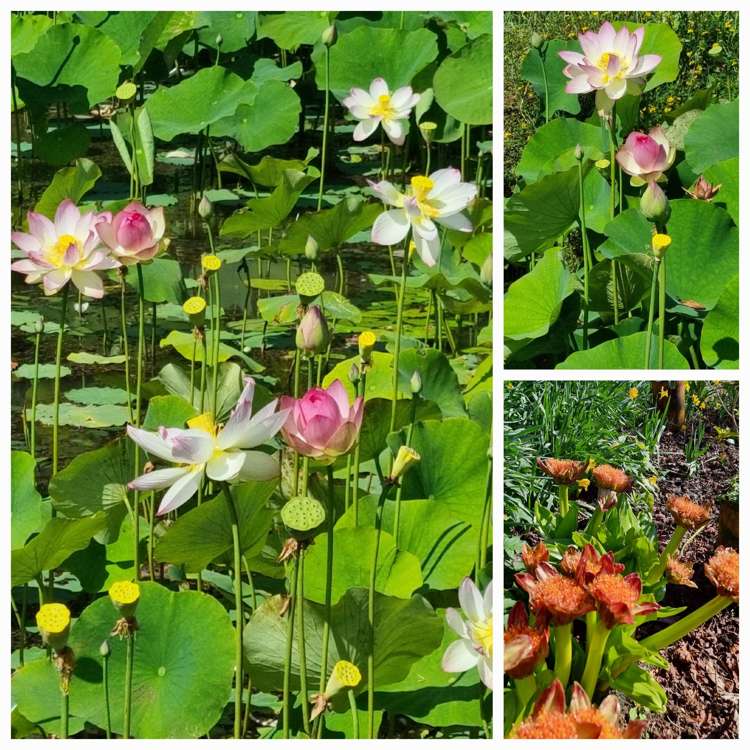 128E Mauku Road Patumahoe_28