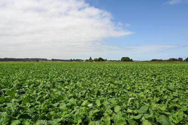 77 Arowhenua Station Road Timaru_1