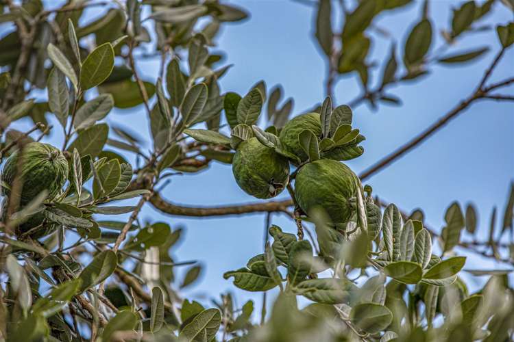 5/31 Bowater Place Manurewa_9