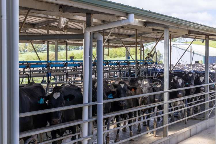 529 Waikokowai Road Huntly_16