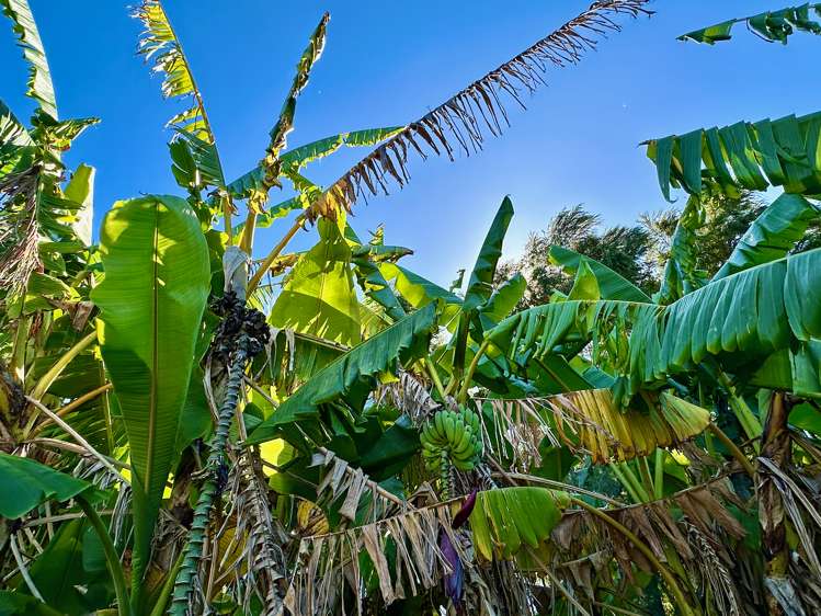 3 Granny Tarr Street Makaraka_17