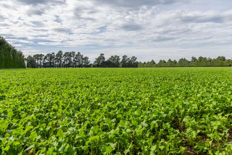 Rockwood Road Hororata_2