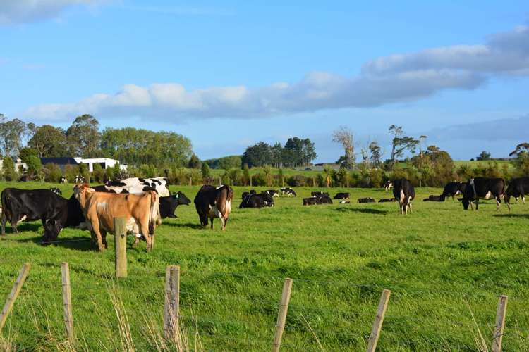 437 Tauhei Road Morrinsville_19