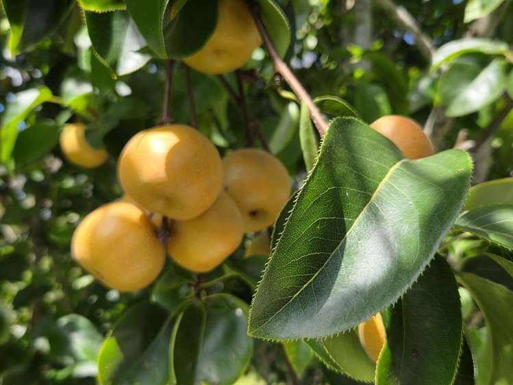 314F Waipapa Road Waipapa_34