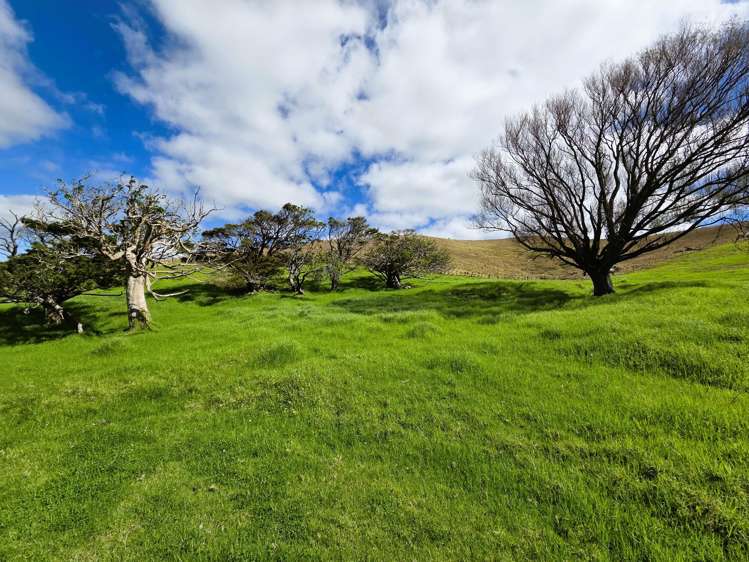Morrison Road Dargaville_8