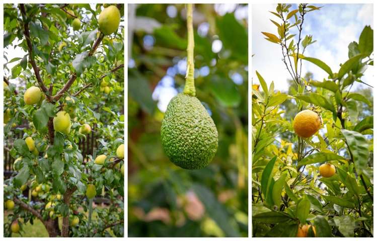 373 Cambridge Road Tauriko_44