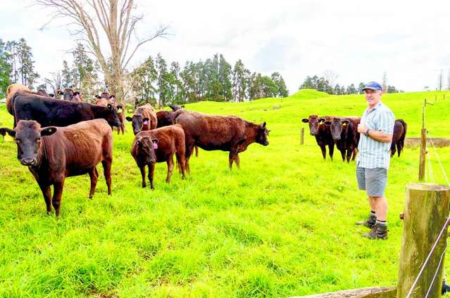 Fabled cattle breed has North HQ