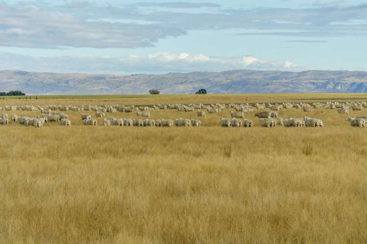 305 Bypass Road Ranfurly_7