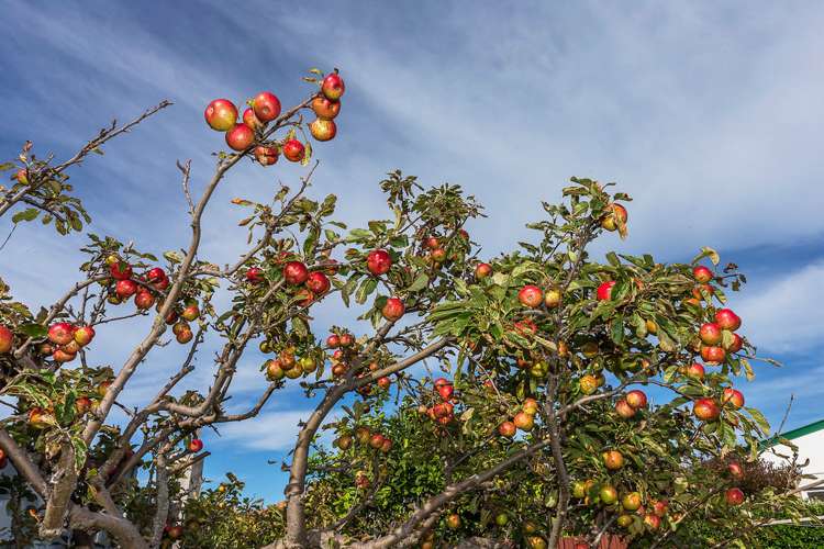 20 Glamis Avenue Strathmore Park_6