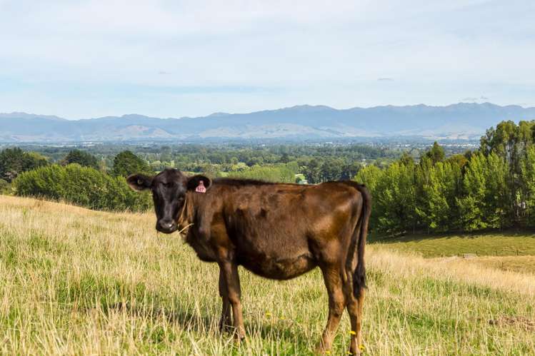 67A Lees Pakaraka Road Masterton_15