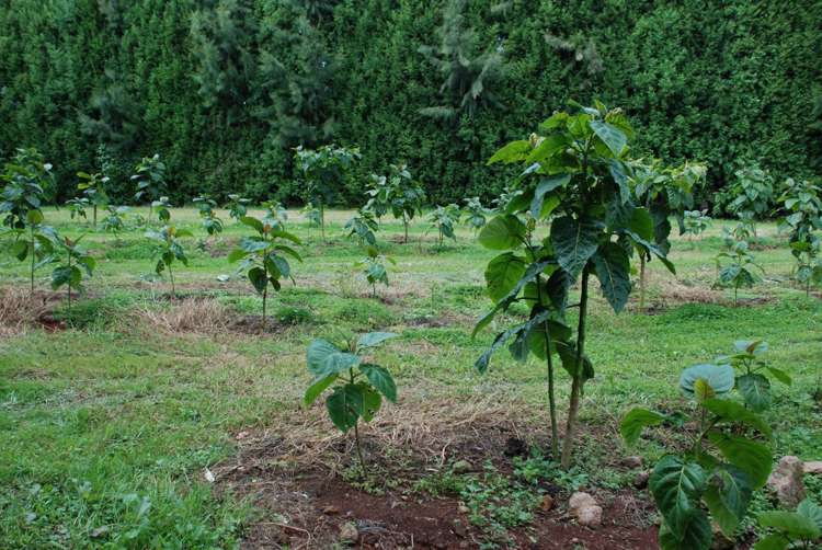 1358 State Highway 14 Maungatapere_19