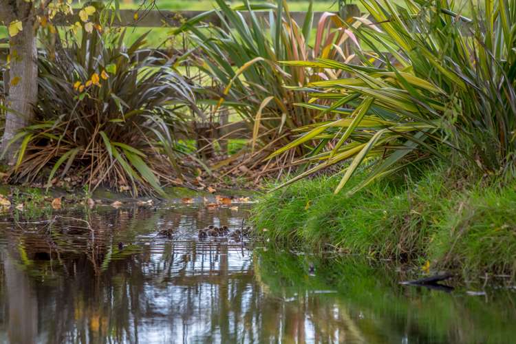 329 Manaia Road Masterton_16