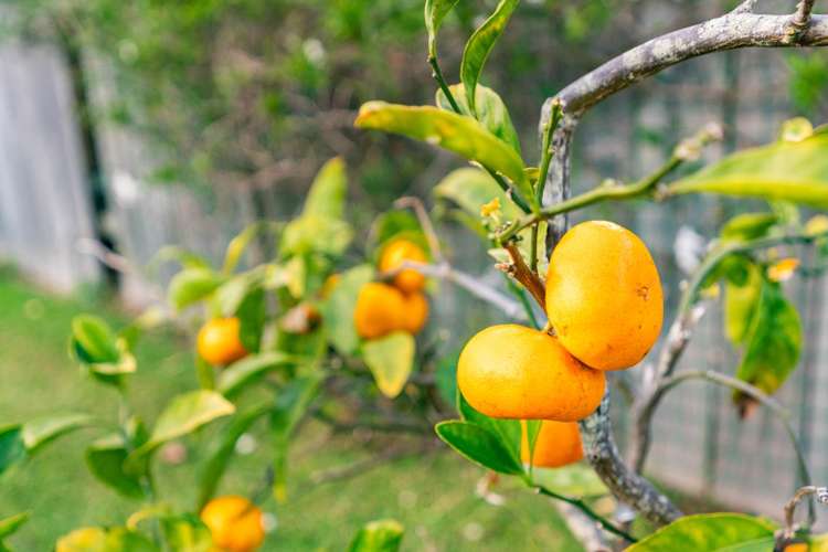 6 Shearwater Street One Tree Point_38