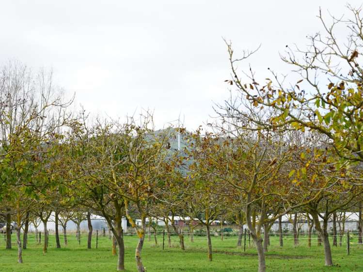 1414 Napier Road Ashhurst_19