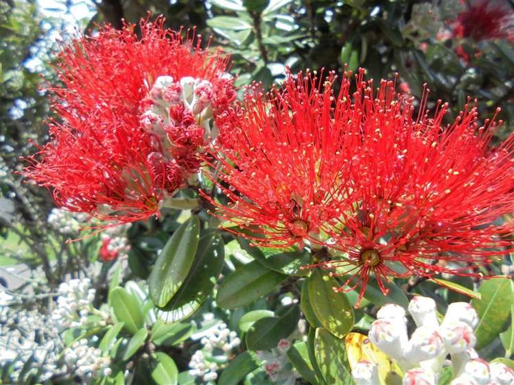 3 Ian Place Waihi Beach_5