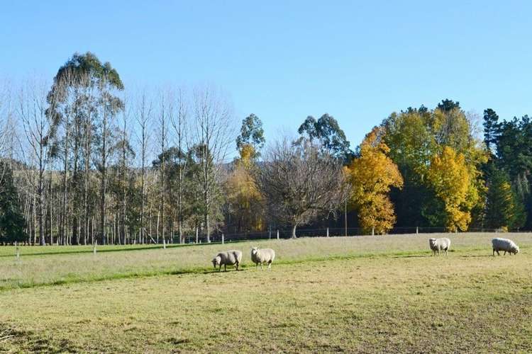 66 Brophy Road Geraldine_14